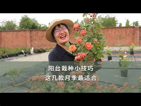 陽台種玫瑰|陽台盛開夢幻：教你打造玫瑰花園